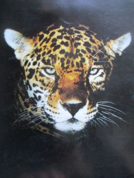 Jaguar XJ6 3.2 +4.0 +Daimler Double Six +XJS V12 coupé Cabrio +XJR-S 6.0